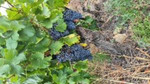 Wijnproeverij Chateau Marvibel - vrijdagavond 12 december