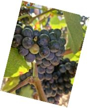 Wijnmaandtoernooi - Zaterdag 7 oktober